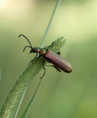 Lytta vesicatoria